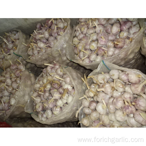 Regular White Garlic New Crop 2019